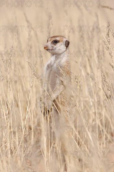 Meerkats