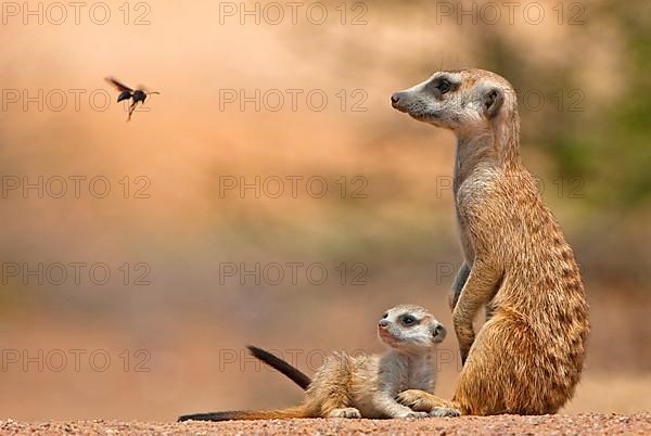 Meerkats