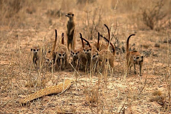 Meerkats