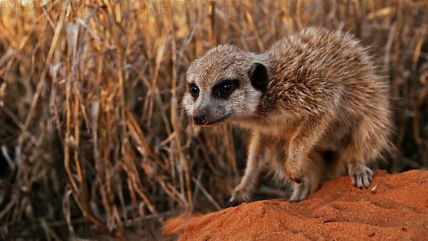 Meerkats