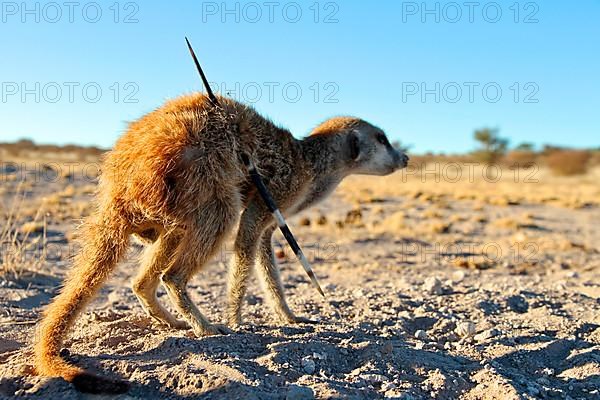 Meerkats