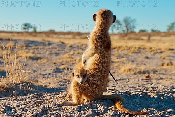 Meerkats