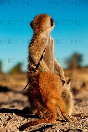 Meerkats