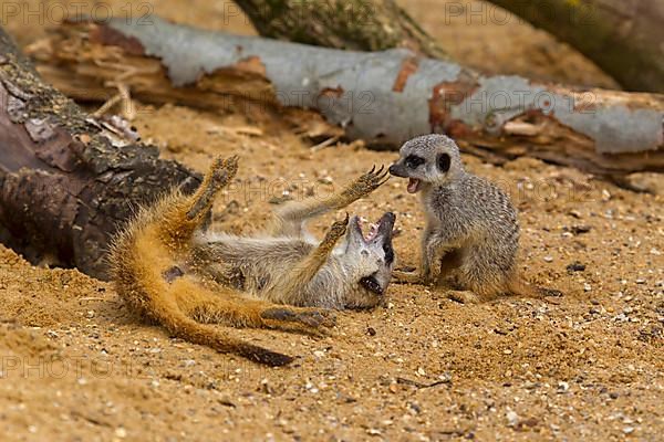 Meerkats