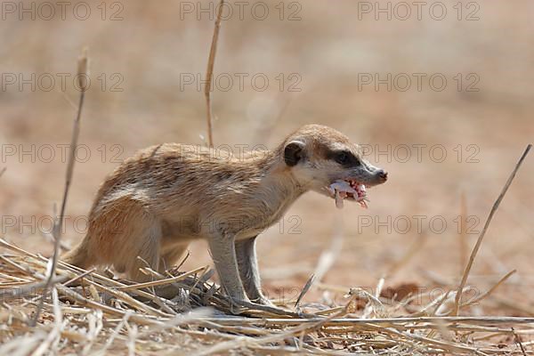 Meerkat