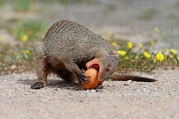 Zebra mongoose