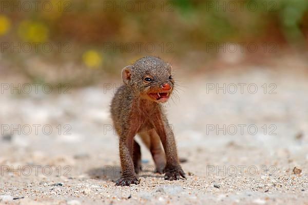 Zebra Mongoose