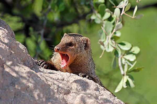 Zebra mongoose