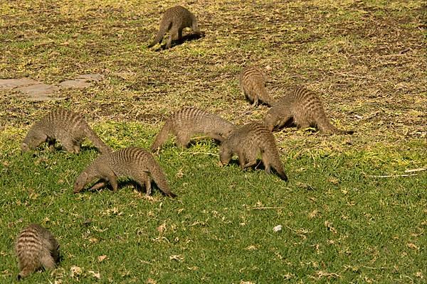 Zebra mongoose