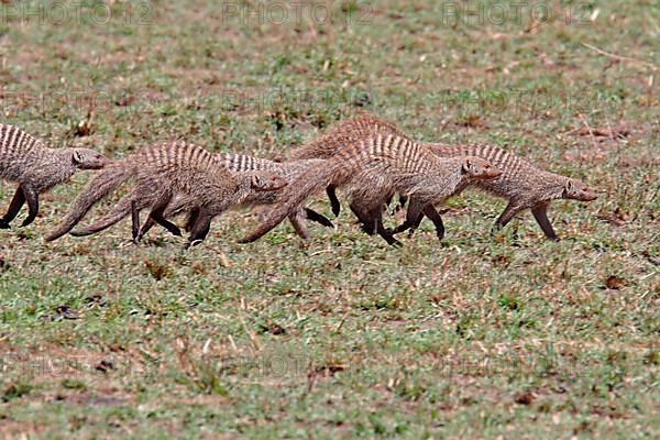 Zebra mongoose