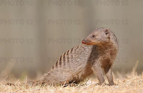 Zebra mongoose