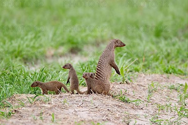 Banded mongoose