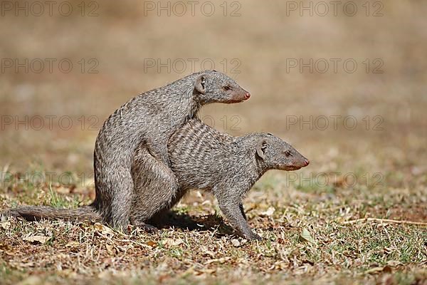 Banded Mongoose