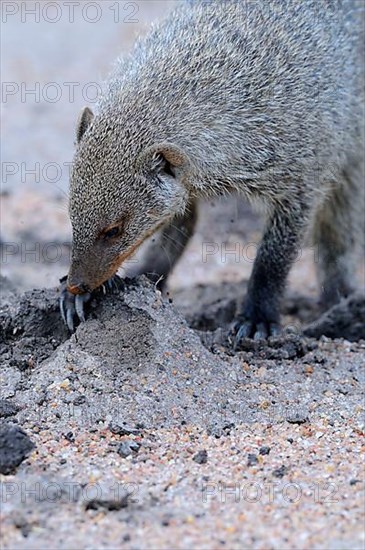 Zebra Mongoose