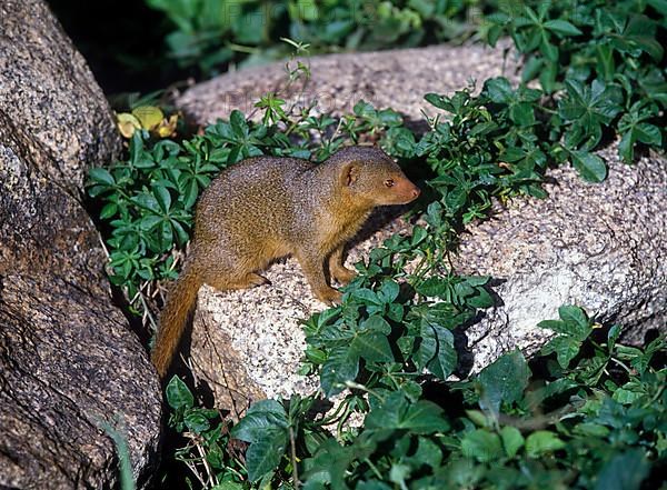 Dwarf gichneumon