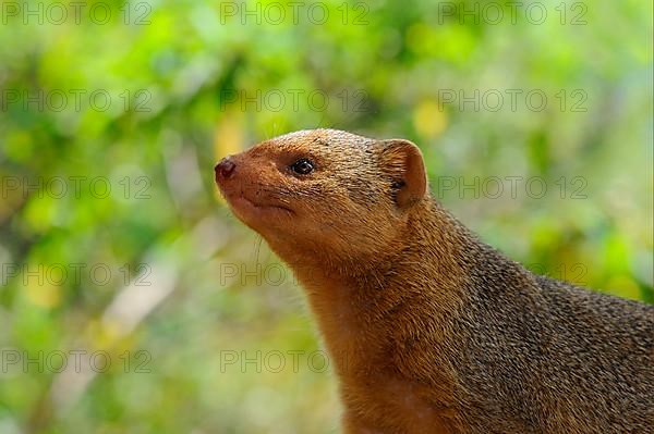 Southern Dwarf Mongoose