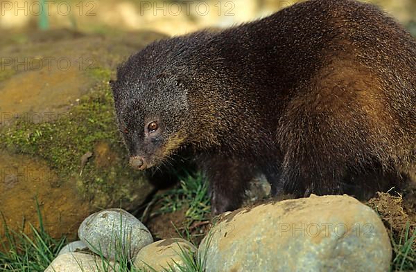 Marsh Mongoose