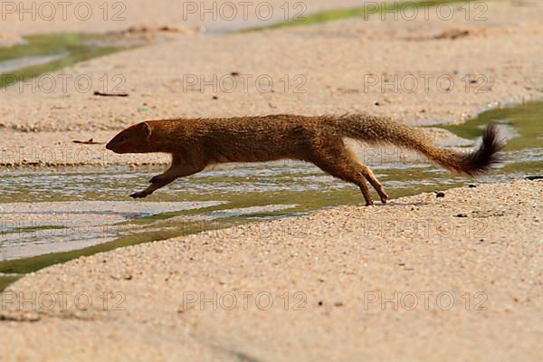 Slender Mongoose