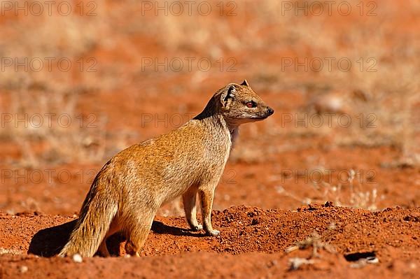 Fox mongoose