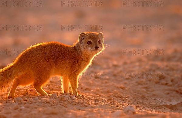 Yellow yellow mongoose