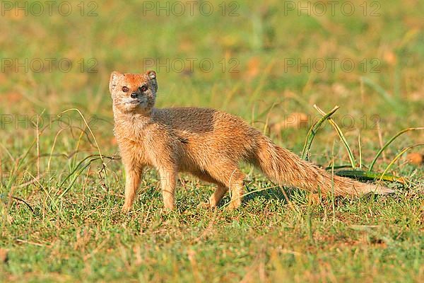 Fox mongoose