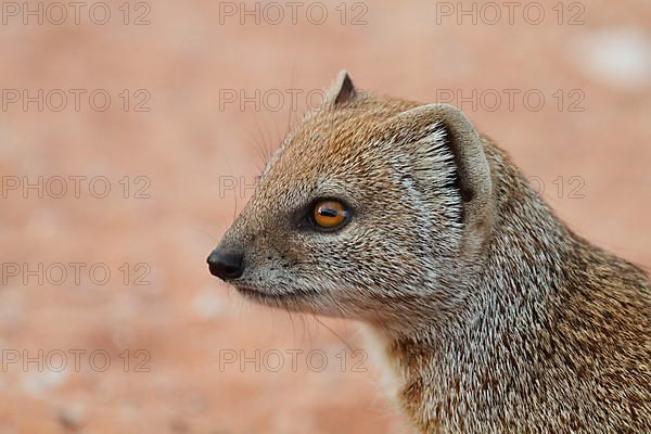 Yellow yellow mongoose