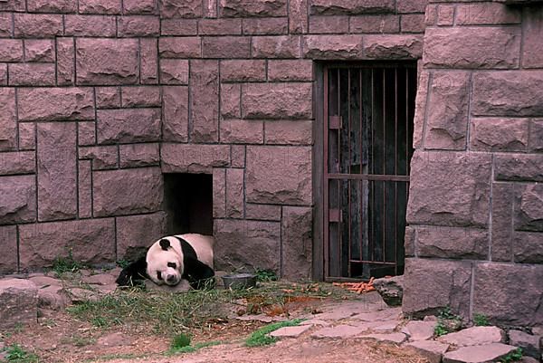 Giant panda