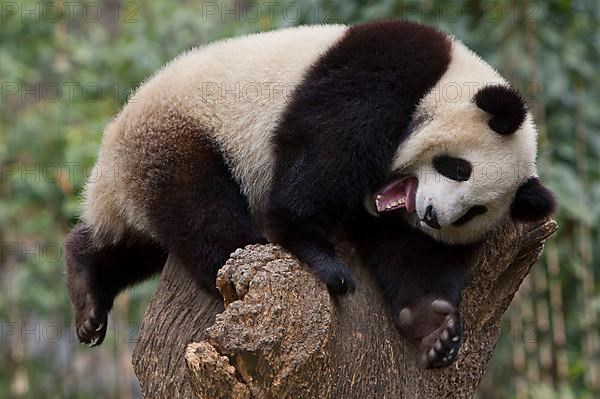 Giant panda