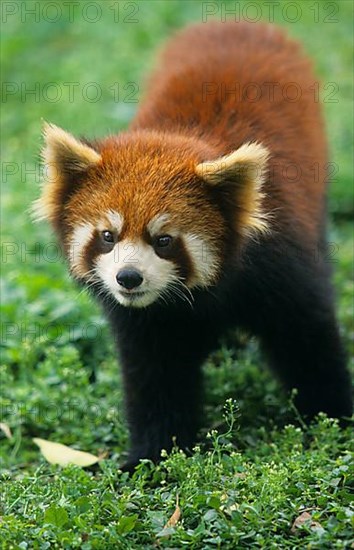 Red Panda