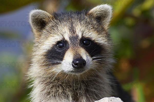 Raccoon