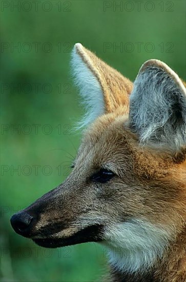 Maned wolf