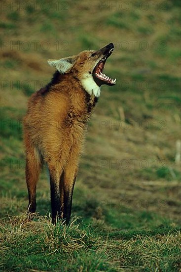 Maned wolf