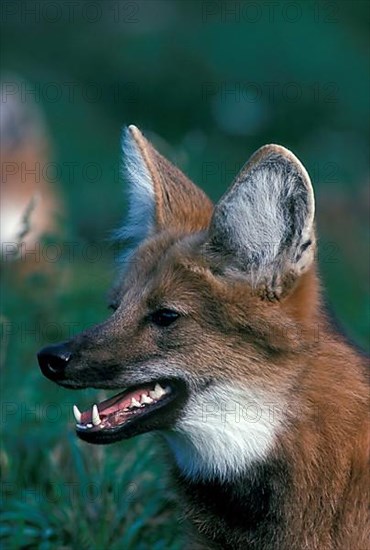 Maned wolf