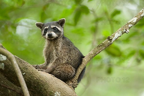 Crab-eating Raccoon