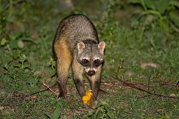 Crab-eating raccoon