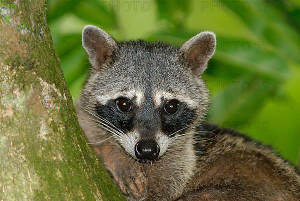 Crab-eating Raccoon