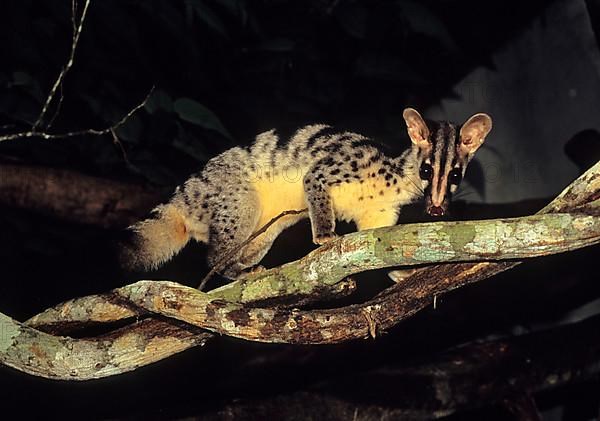 Owston's Palm Civet