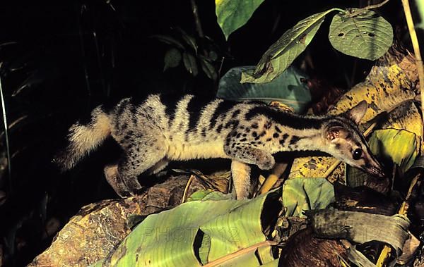 Owston's Palm Civet