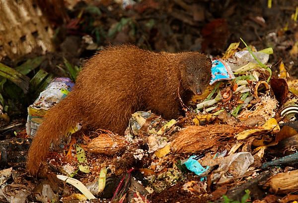 Indian brown mongoose