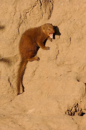 Southern Dwarf Mongoose