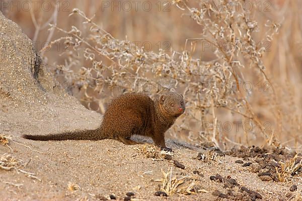 Southern Dwarf Mongoose