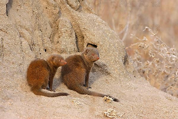 Southern Dwarf Mongoose