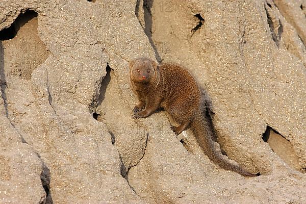 Southern Dwarf Mongoose