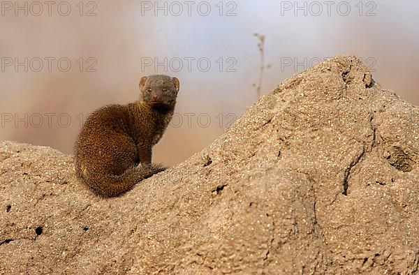 Southern Dwarf Mongoose