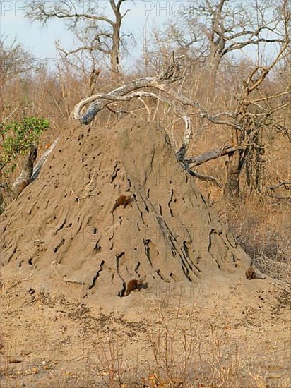 Southern Dwarf Mongoose