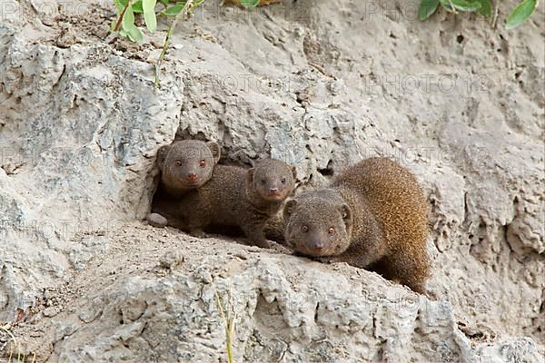 Southern Dwarf Mongoose