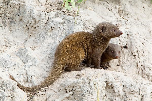 Southern Dwarf Mongoose