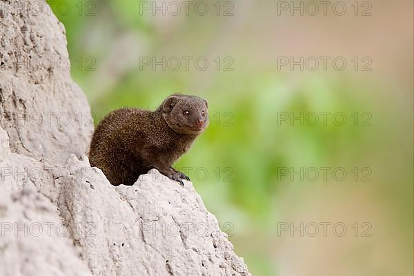 Southern Dwarf Mongoose