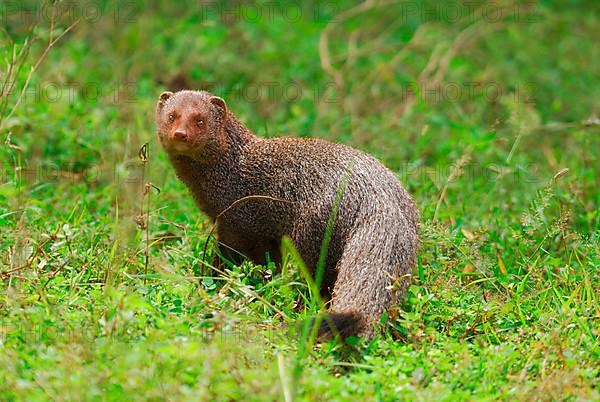 Ruddy Mongoose