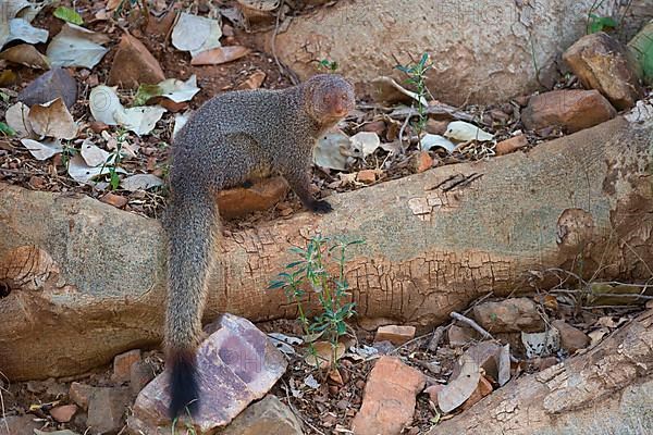 Indian red mongoose